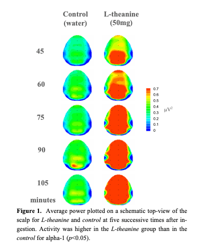 Les effets de la L-théanine sont relativement immédiats. Après 45 minutes, le moniteur EEG montre déjà une activité d'ondes cérébrales alpha