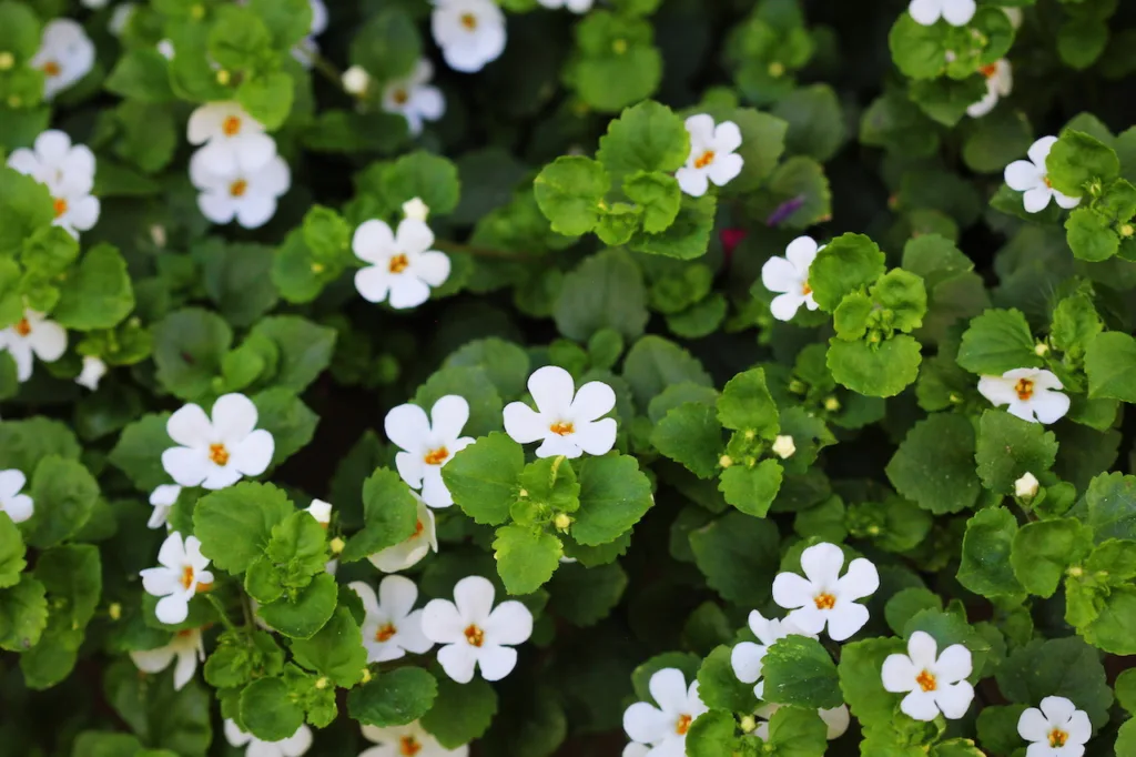 Le Bacopa Monnieri : renforce nos facultés cognitives tout en instillant une tranquillité intérieure durable.