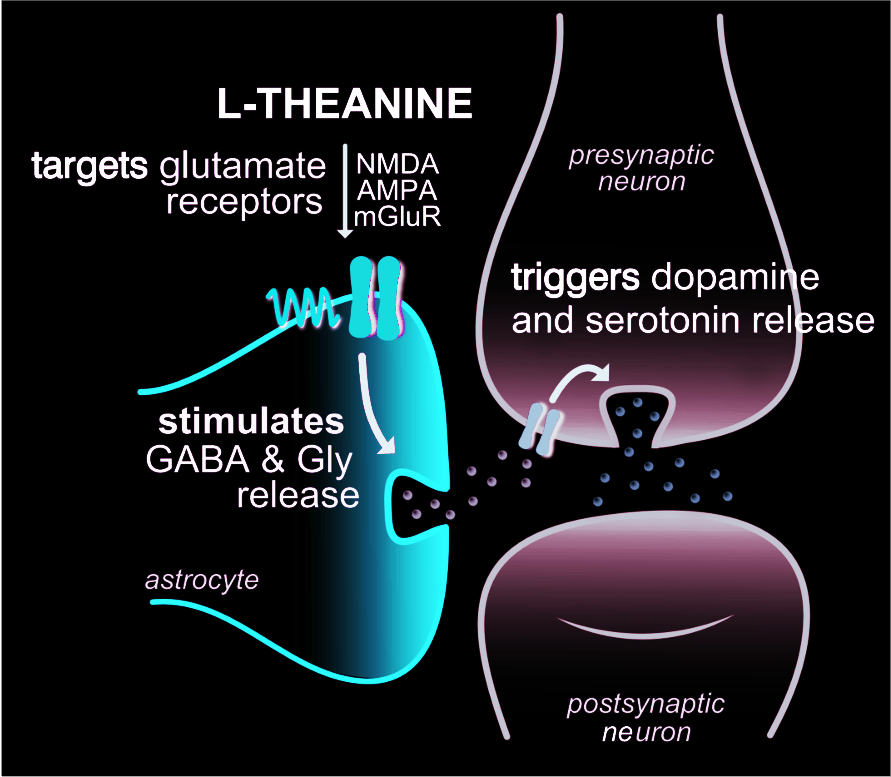 La L-théanine améliore la qualité du sommeil en augmentant les niveaux de GABA dans le cerveau.