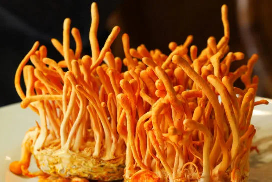 Le cordyceps est un champignon ancestral, largement reconnu dans la culture médicinale chinoise