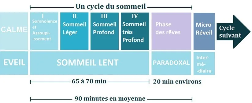 Les stades de sommeil comprennent quatre phases principales