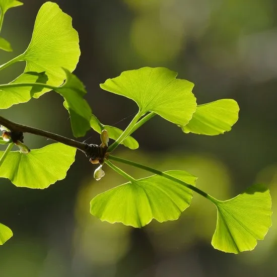 Aperçu des bienfaits et avantages du Gingko Biloba