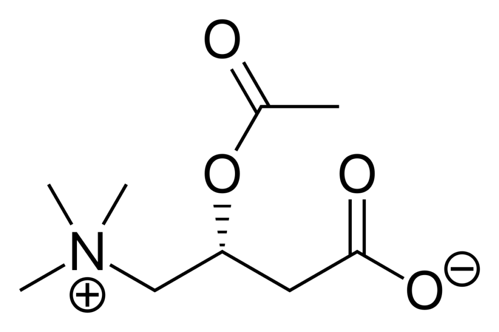 La molécule d'Acetyl-L-Carnitine (Alcar)