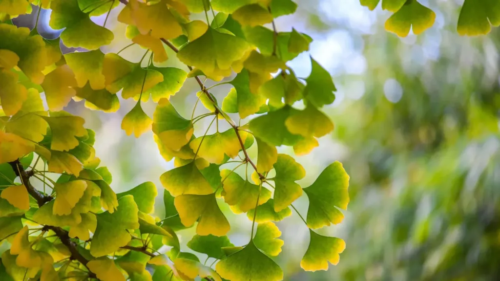 Arbre de Ginkgo Biloba