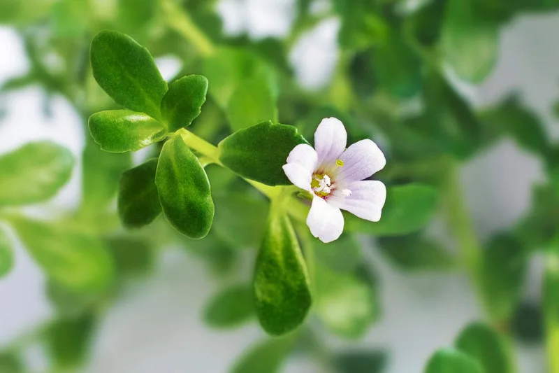 Le Bacopa Monnieri à l'état naturel