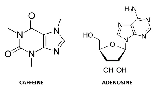 La caféine bloque les récepteurs à l'adénosine dans le cerveau, empêchant la somnolence et stimulant l'activité neuronale pour augmenter la vigilance et réduire la fatigue.