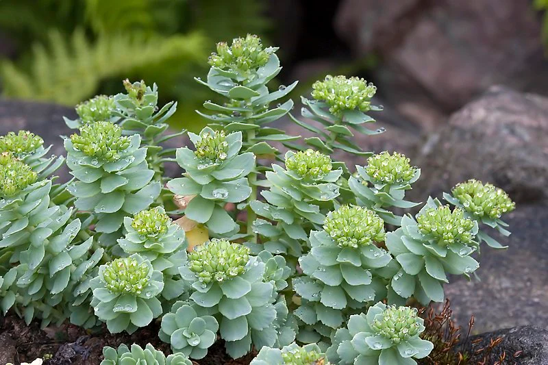 Aperçu des effets secondaires de la Rhodiola Rosea